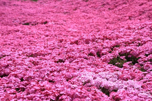 Rosa moss phlox — Stockfoto