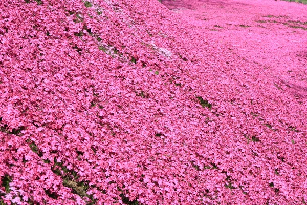 ピンクの芝ざくら — ストック写真