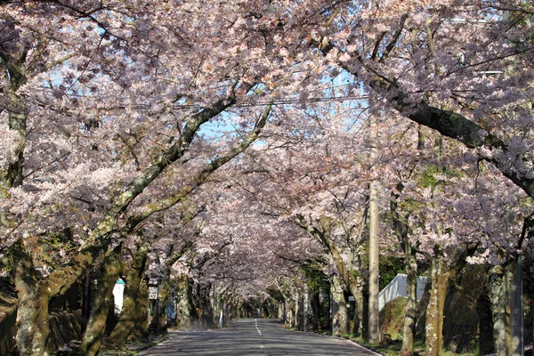 Tunnel mit Kirschblüten im Izu-Hochland, Shizuoka, Japan — Stockfoto