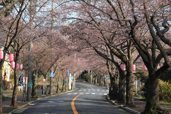 Túnel de flores de cereja em Izu highland, Shizuoka, Japão — Fotografia de Stock