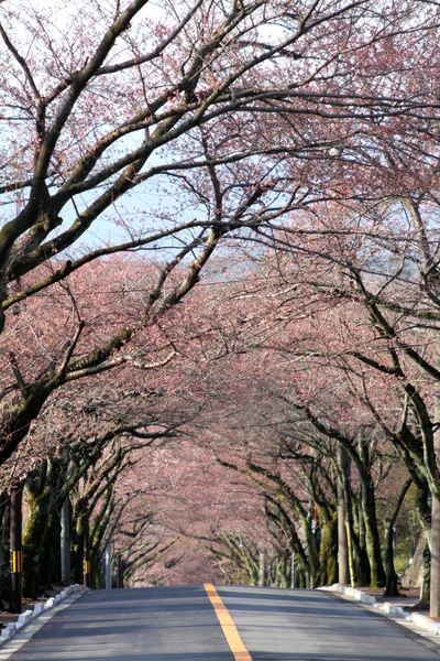 Izu highland, Shizuoka, Japonya kiraz çiçekleri tüneli — Stok fotoğraf