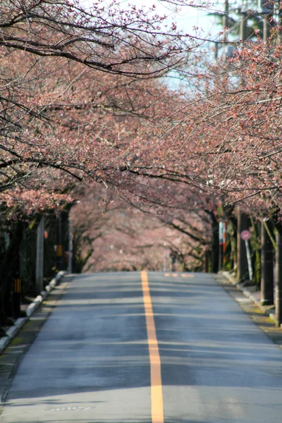 Túnel de flores de cereja em Izu highland, Shizuoka, Japão — Fotografia de Stock