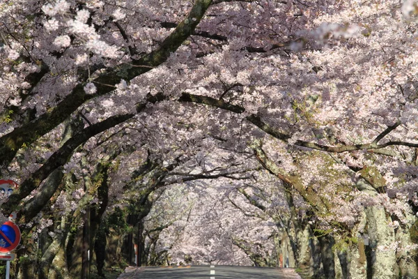 Izu highland, Shizuoka, Japonya kiraz çiçekleri tüneli — Stok fotoğraf