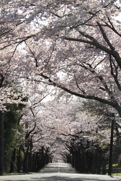 Izu highland, Shizuoka, Japonya kiraz çiçekleri tüneli — Stok fotoğraf