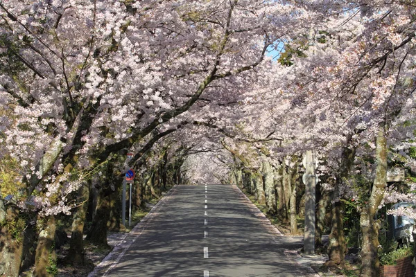 Тунель Вишня розквітає Izu highland, Сідзуока, Японія — стокове фото