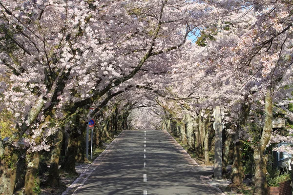 Tunnel mit Kirschblüten im Izu-Hochland, Shizuoka, Japan — Stockfoto