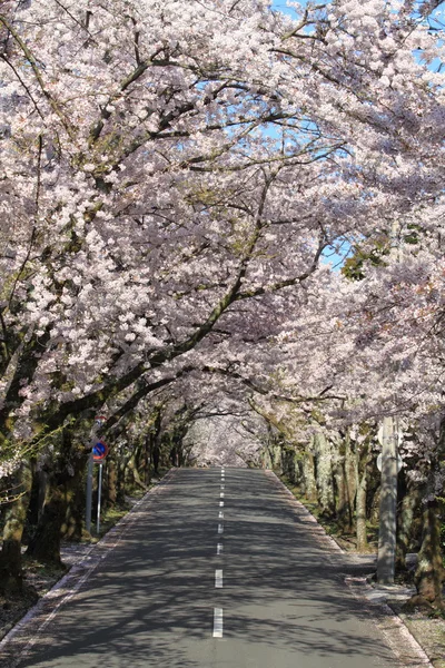 Tunel wiśniowych kwiatów w Izu highland, Shizuoka, Japonia — Zdjęcie stockowe