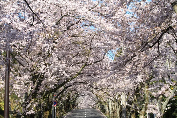 静岡県伊豆高原の桜のトンネル — ストック写真