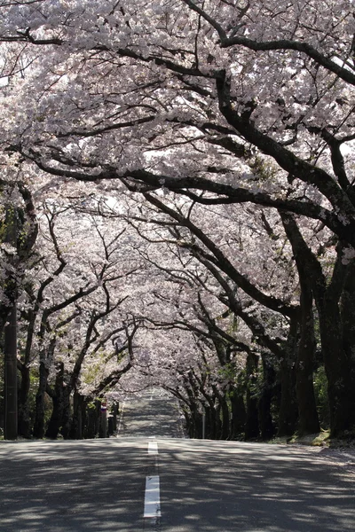 Tunel wiśniowych kwiatów w Izu highland, Shizuoka, Japonia — Zdjęcie stockowe