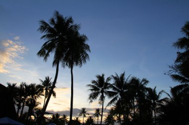 Palmiye ağacı Guam, Mikronezya