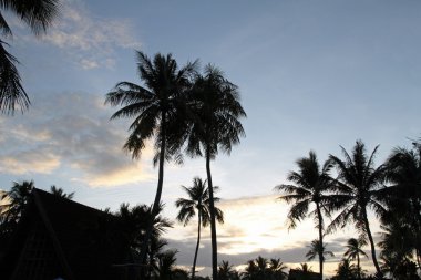 Palmiye ağacı Guam, Mikronezya