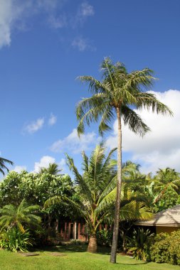 Palmiye ağacı Guam, Mikronezya
