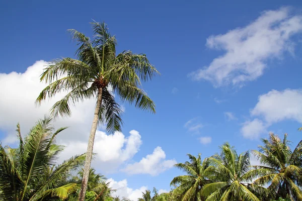 Palme in Guam, Mikronesien — Stockfoto