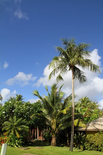 Palmeras en Guam, Micronesia — Foto de Stock
