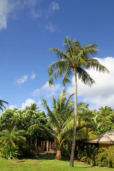 Palme in Guam, Mikronesien — Stockfoto