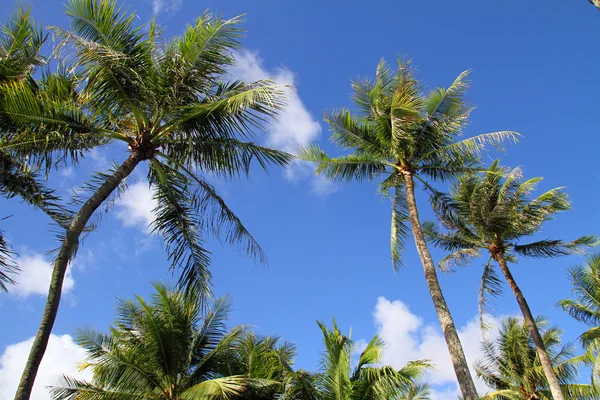 Palme in Guam, Mikronesien — Stockfoto