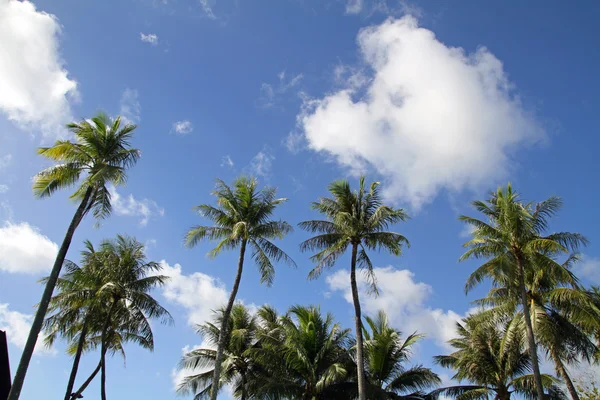 Palme in Guam, Mikronesien — Stockfoto