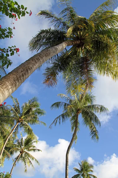 Palmeras en Guam, Micronesia — Foto de Stock