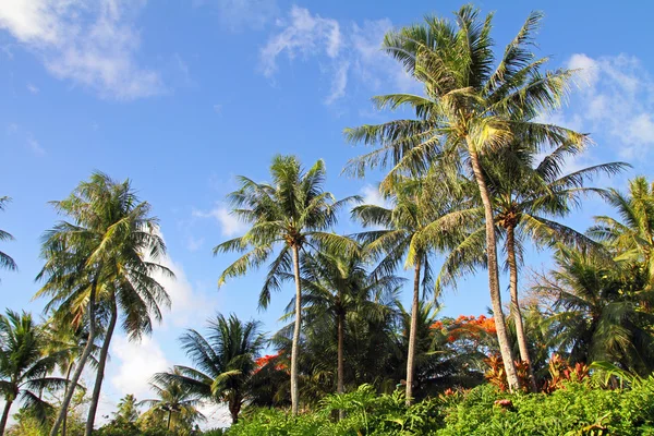 Palmeras en Guam, Micronesia — Foto de Stock