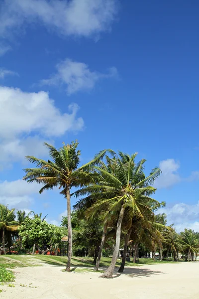 Palmeiras em Micronésia — Fotografia de Stock