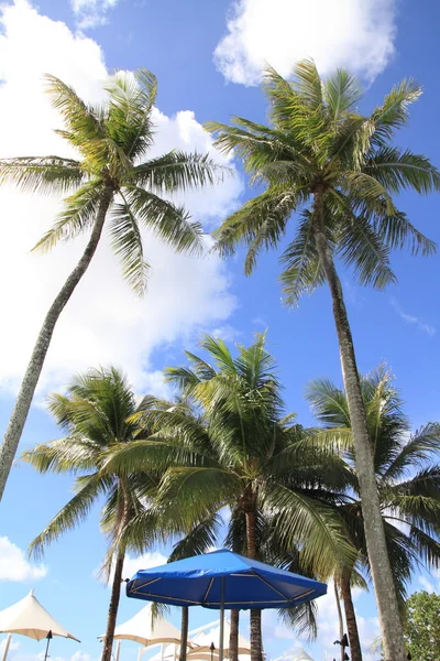 Palm tree in Guam, Micronesia — Stock Photo, Image