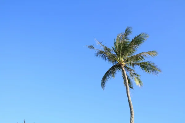 Palmowe drzewo w Guam, Mikronezja — Zdjęcie stockowe