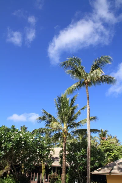 Palme in Guam, Mikronesien — Stockfoto