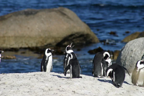 Afrikansk pingvin vid stenstrand, Sydafrika — Stockfoto
