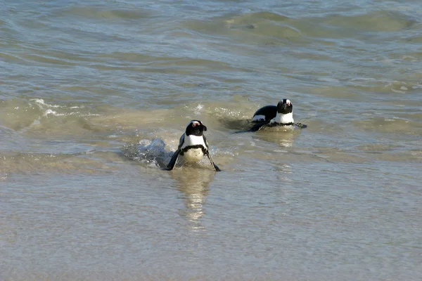 南アフリカの岩のビーチでのアフリカペンギン — ストック写真