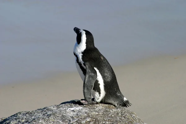 Afrikansk pingvin vid stenstrand, Sydafrika — Stockfoto