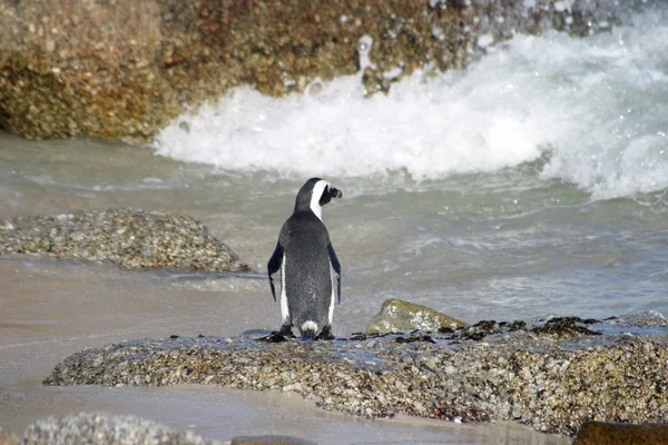 南アフリカの岩のビーチでのアフリカペンギン — ストック写真