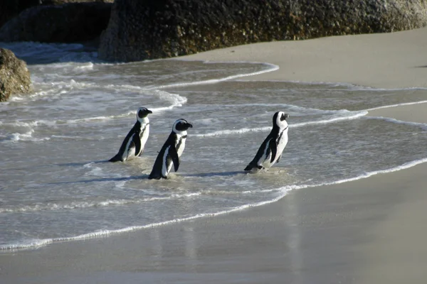 Afrikansk pingvin vid stenstrand, Sydafrika — Stockfoto