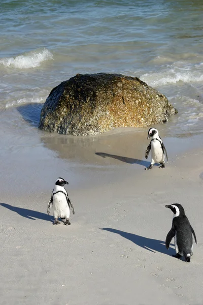 南アフリカの岩のビーチでのアフリカペンギン — ストック写真