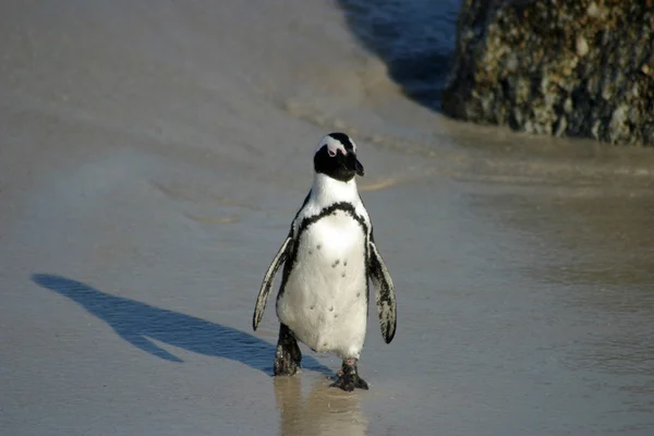 Pinguim africano em Boulders Beach, África do Sul — Fotografia de Stock