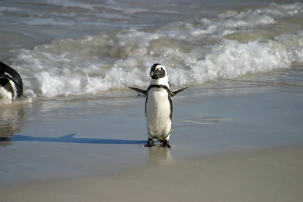 南アフリカの岩のビーチでのアフリカペンギン — ストック写真