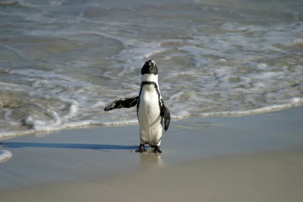 Afrikansk pingvin vid stenstrand, Sydafrika — Stockfoto