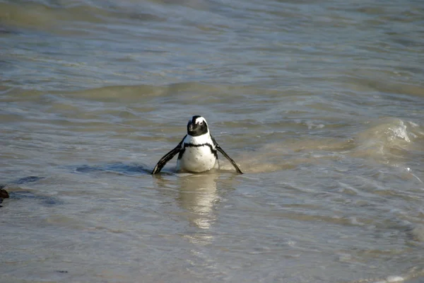 南アフリカの岩のビーチでのアフリカペンギン — ストック写真