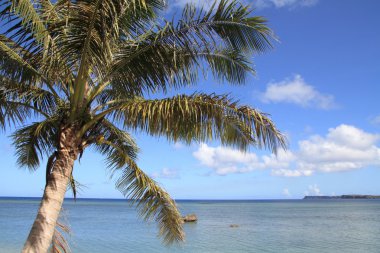 Palmiye ağacı ve Guam, Mikronezya denizde