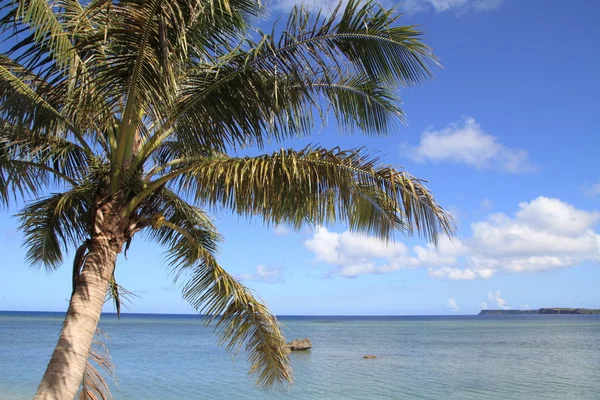 Palme und Meer in Guam, Mikronesien — Stockfoto