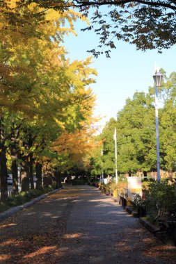 Yamashita park avenue Yokohama, Japonya boyunca sonbahar yaprakları