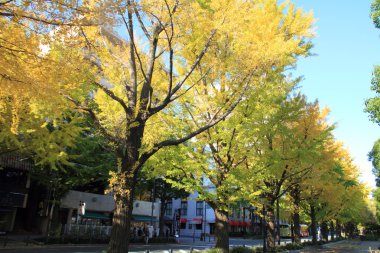 Yamashita park avenue Yokohama, Japonya boyunca sonbahar yaprakları
