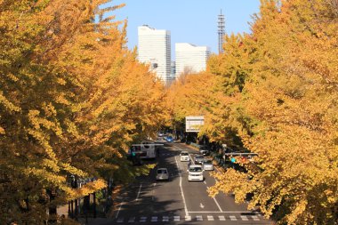 Yamashita park avenue Yokohama, Japonya boyunca sonbahar yaprakları