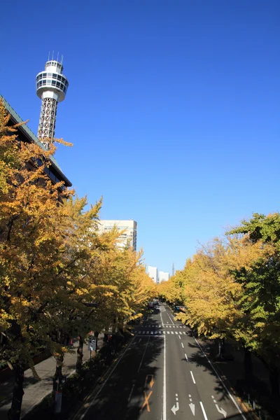 Folhas de outono ao longo da avenida Yamashita Park em Yokohama, Japão — Fotografia de Stock