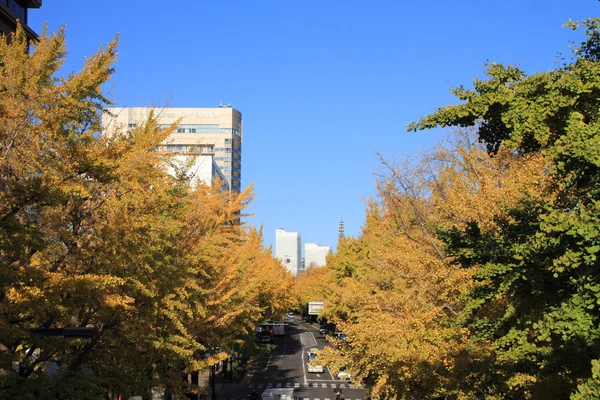 Foglie autunnali lungo il viale del parco Yamashita a Yokohama, Giappone — Foto Stock