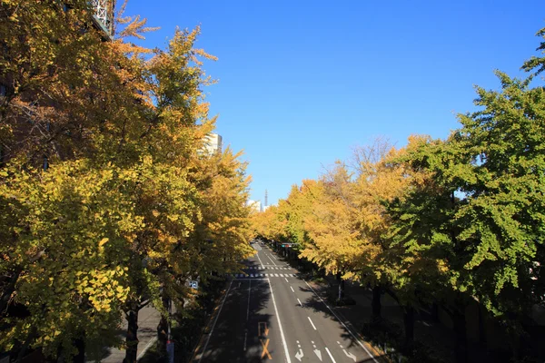 Jesienne liście po Yamashita park avenue w Yokohama, Japonia — Zdjęcie stockowe