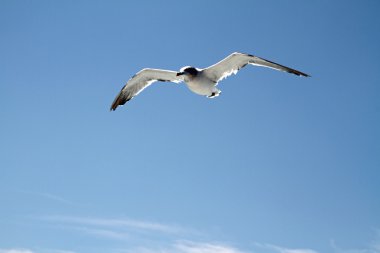 mavi deniz üzerine uçan martı