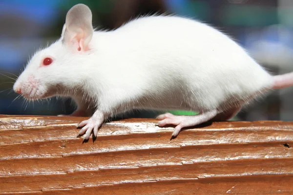 Litle cute domu myszy — Zdjęcie stockowe