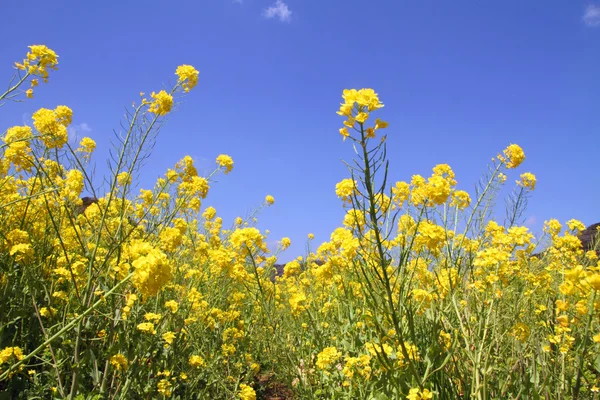 Mostarda de campo amarela no início da primavera do Japão — Fotografia de Stock