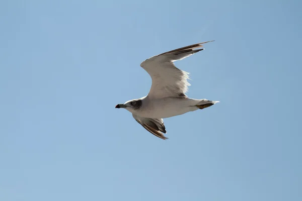 Gaivota voando sobre o mar azul — Fotografia de Stock