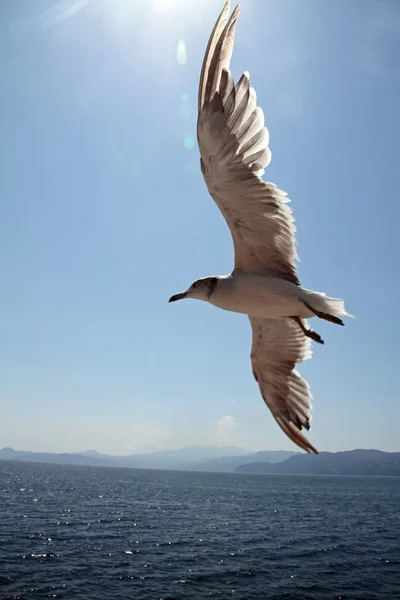 Mouette survolant la mer bleue — Photo
